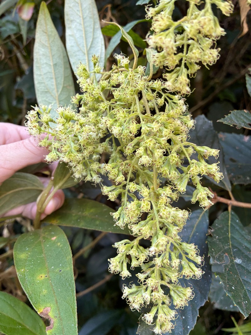 Mikania sericea photo 7