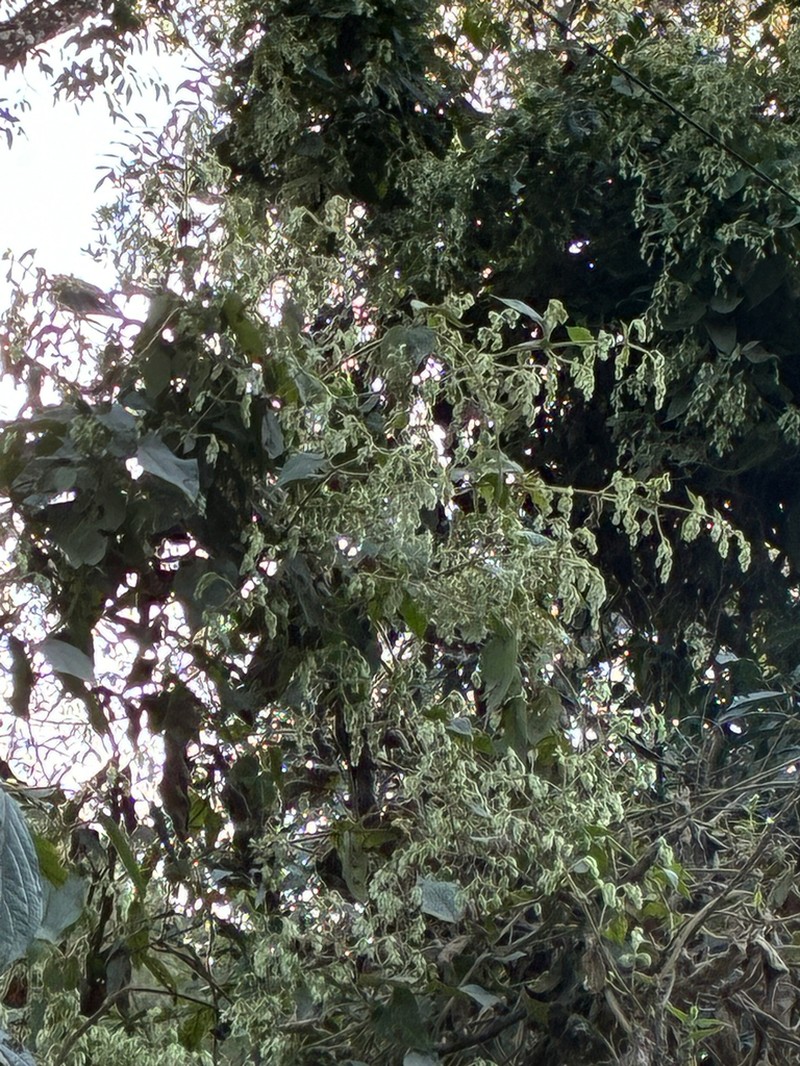 Mikania sericea photo 8