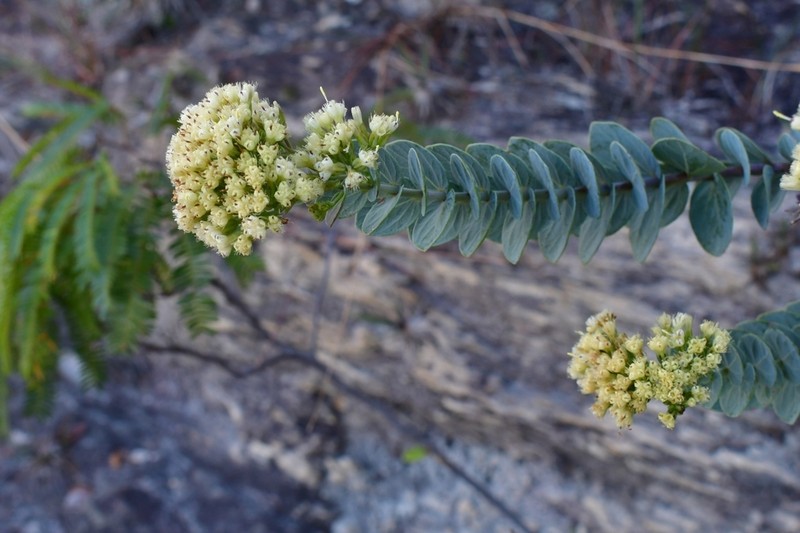 Mikania sessilifolia