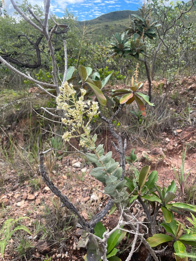 Mikania sessilifolia photo 2