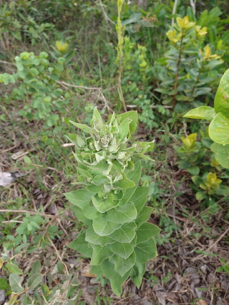 Mikania sessilifolia photo 3