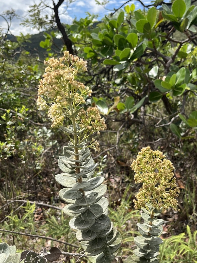 Mikania sessilifolia photo 4