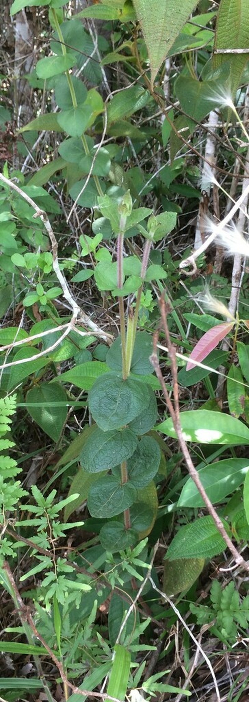 Mikania sessilifolia photo 5