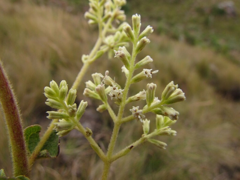 Mikania sessilifolia photo 6