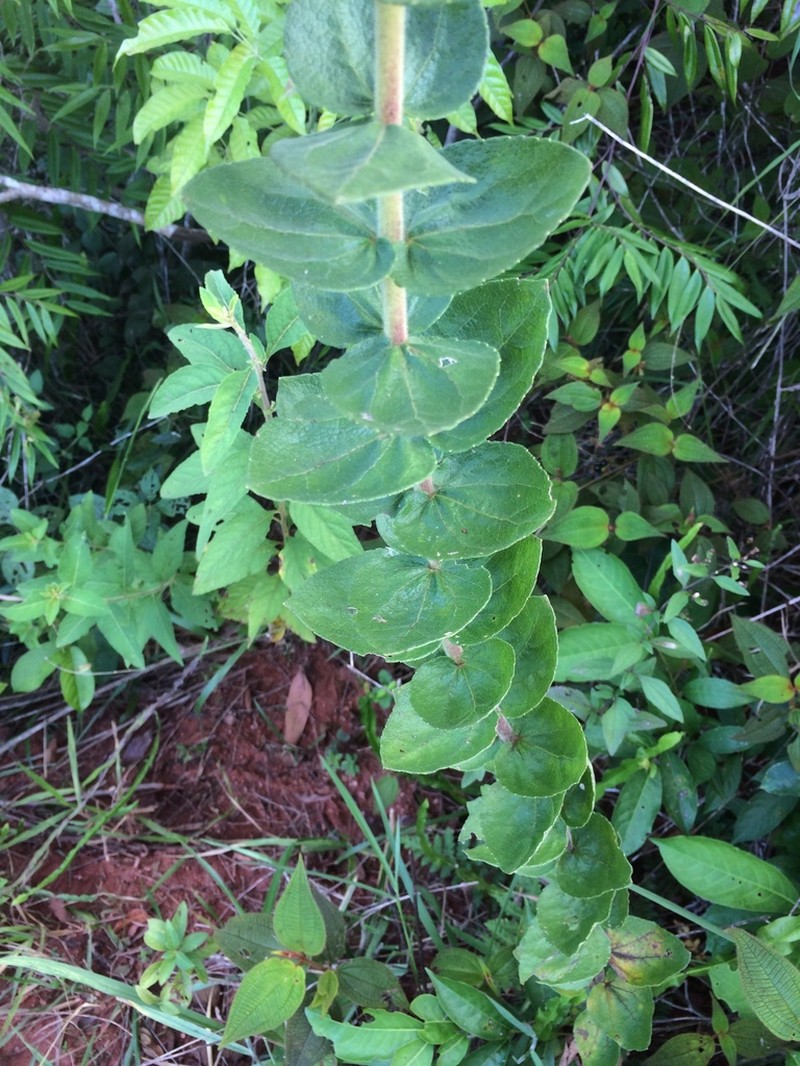 Mikania sessilifolia photo 7