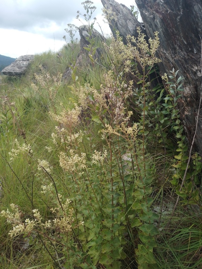 Mikania sessilifolia photo 8