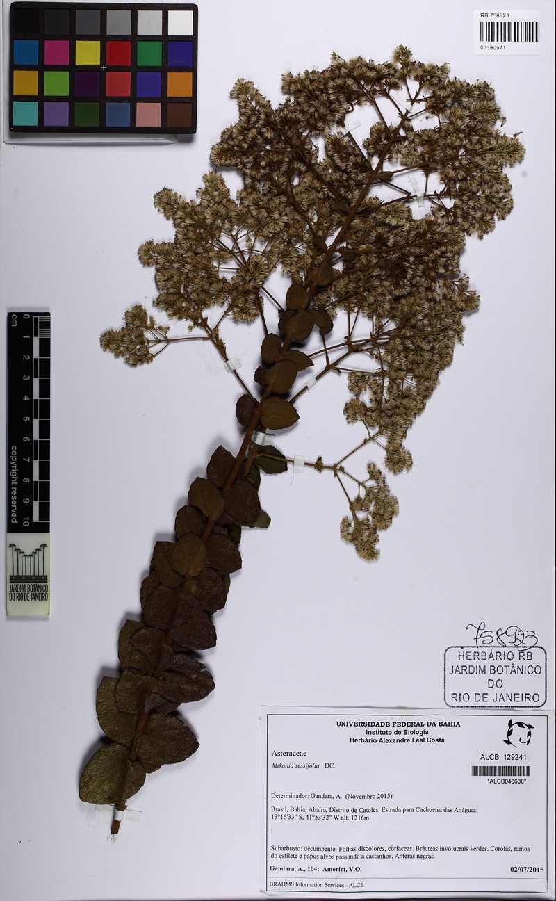 Mikania sessilifolia var. sessilifolia