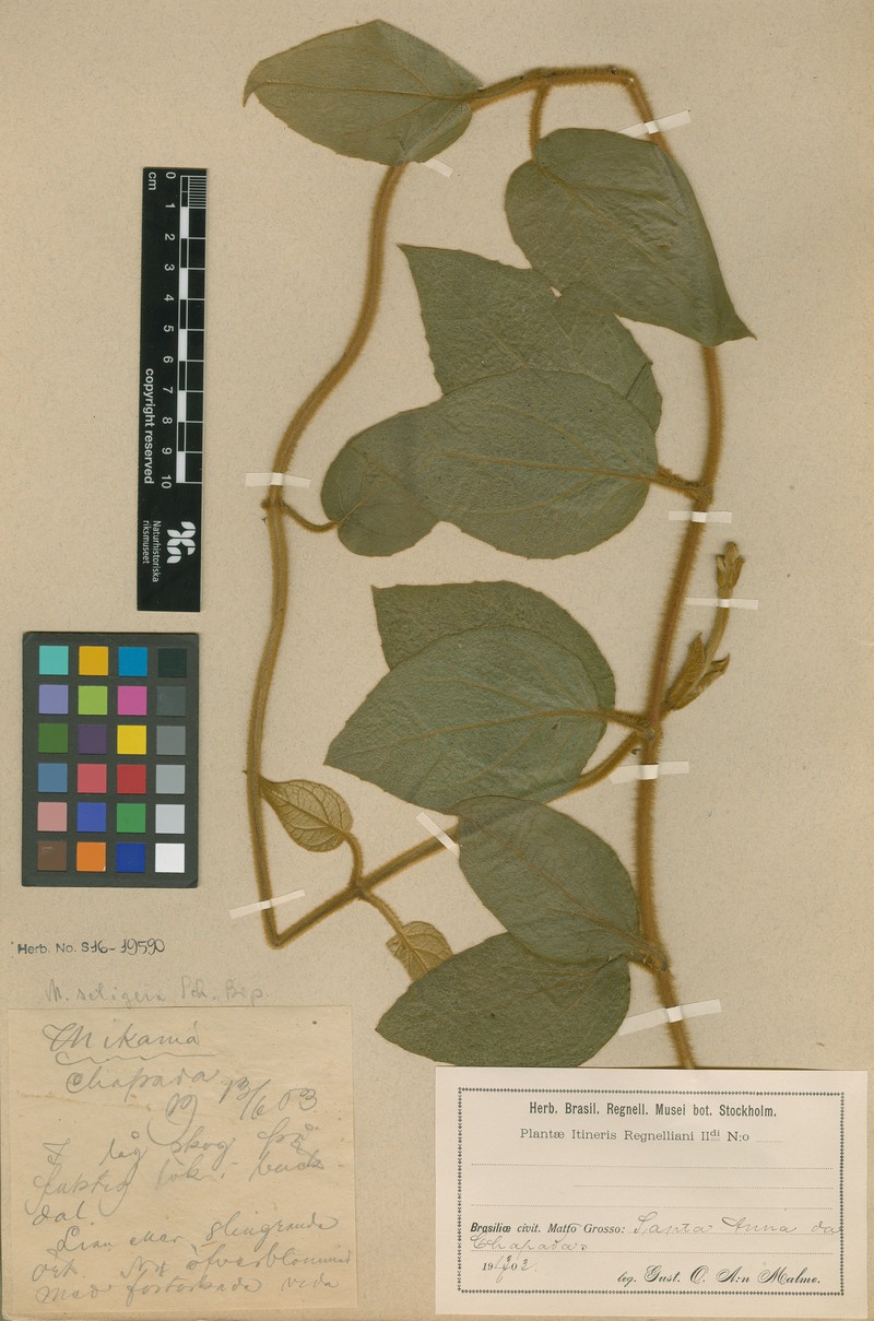 Mikania setigera