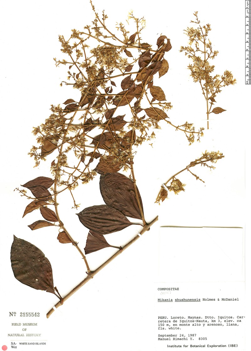 Mikania shushunensis