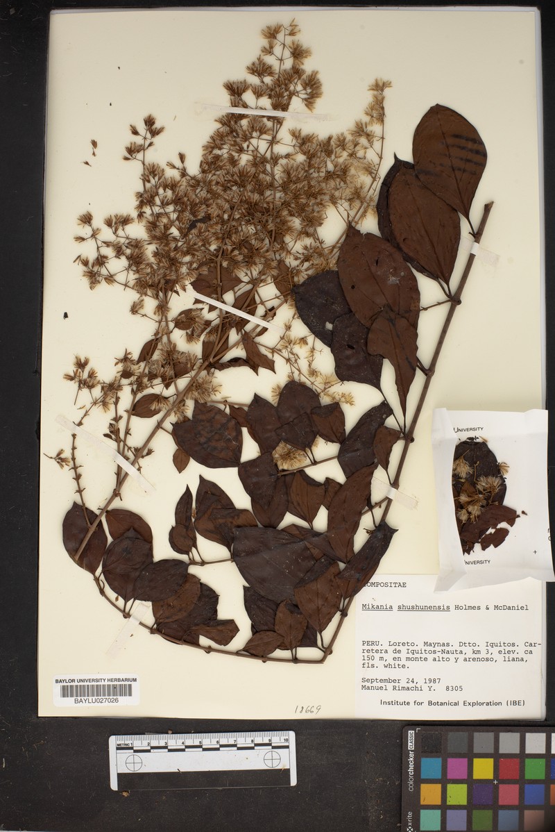 Mikania shushunensis photo 2