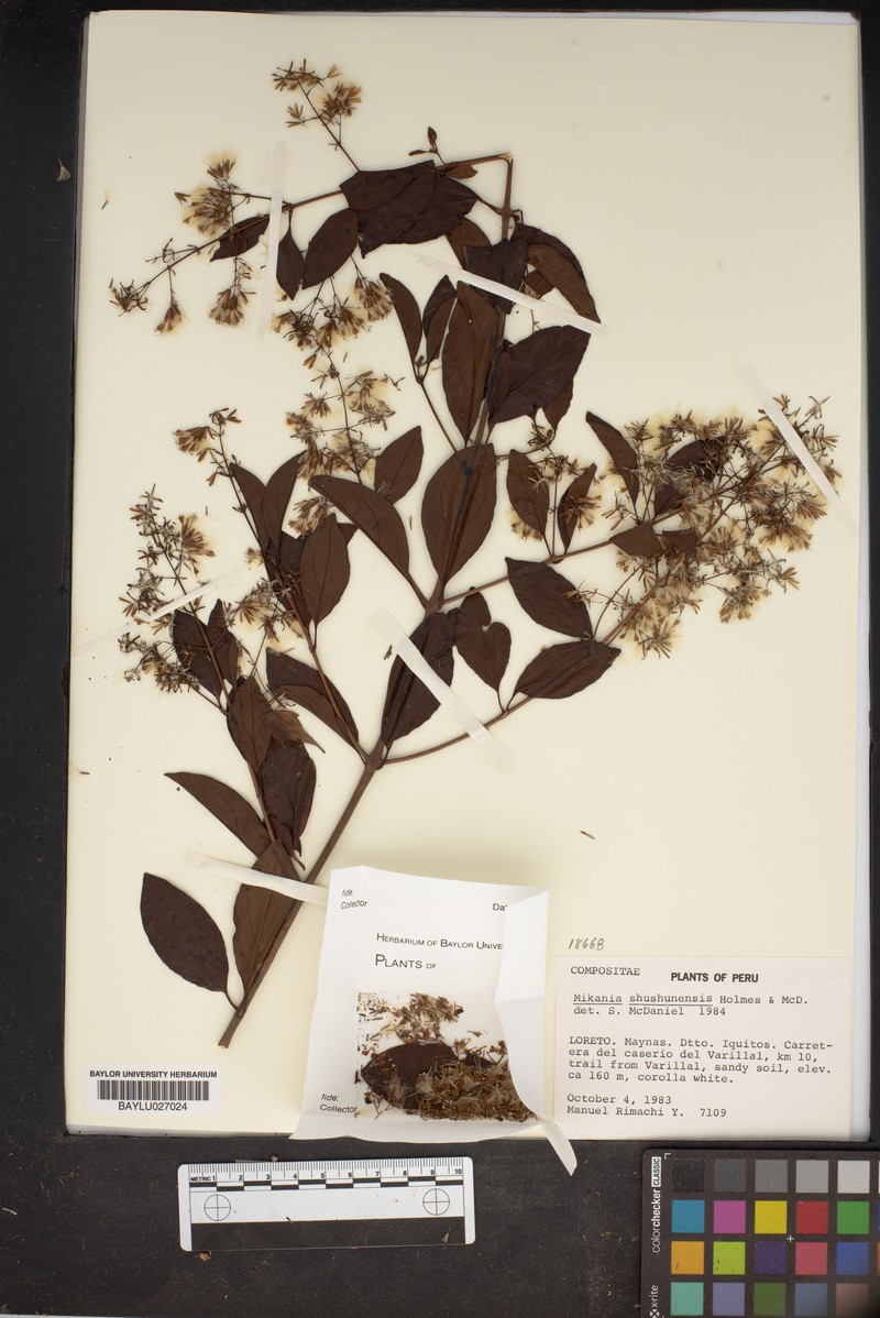 Mikania shushunensis photo 3