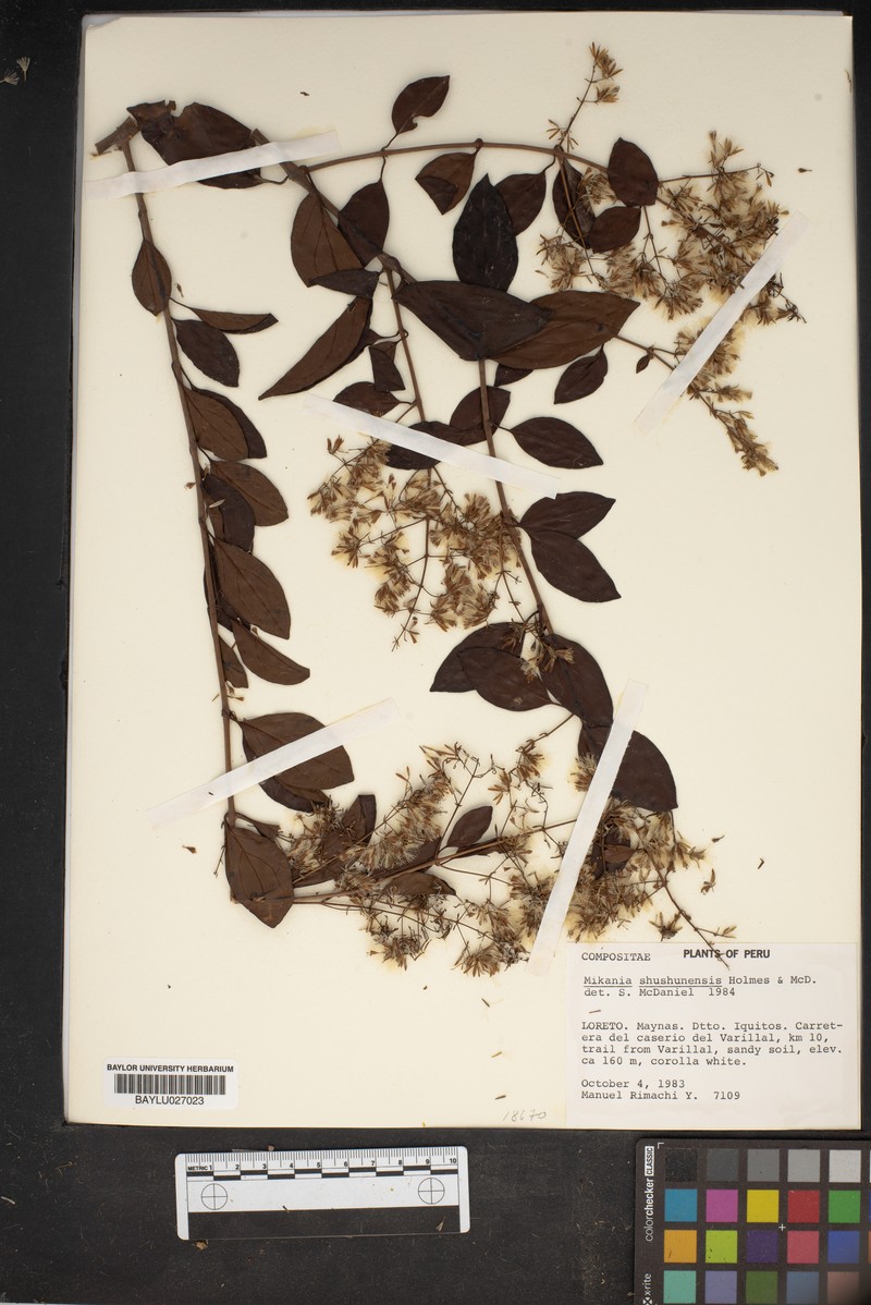 Mikania shushunensis photo 4