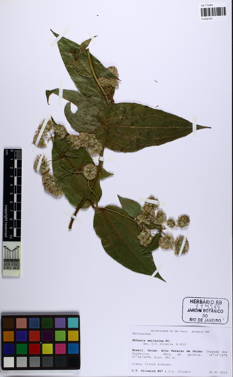 Mikania smilacina