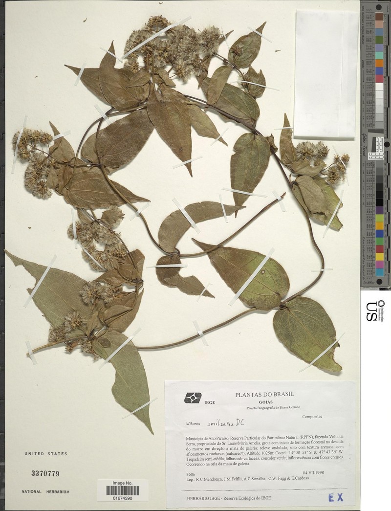 Mikania smilacina photo 2
