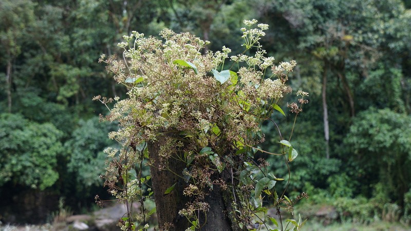 Mikania speciosa
