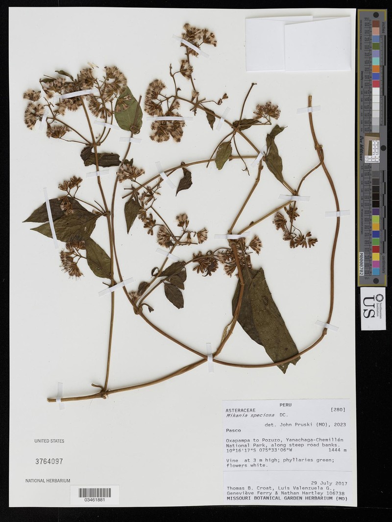 Mikania speciosa photo 2