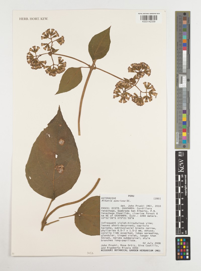 Mikania speciosa photo 3