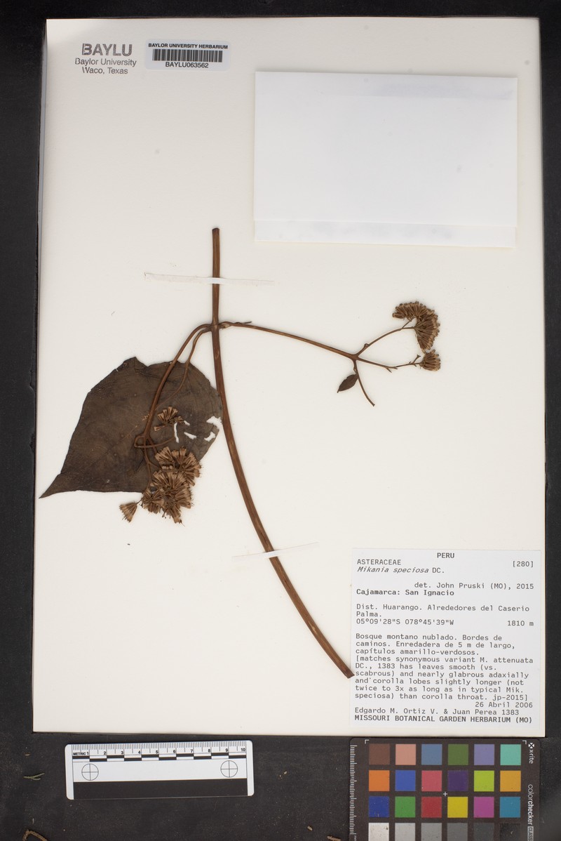 Mikania speciosa photo 4