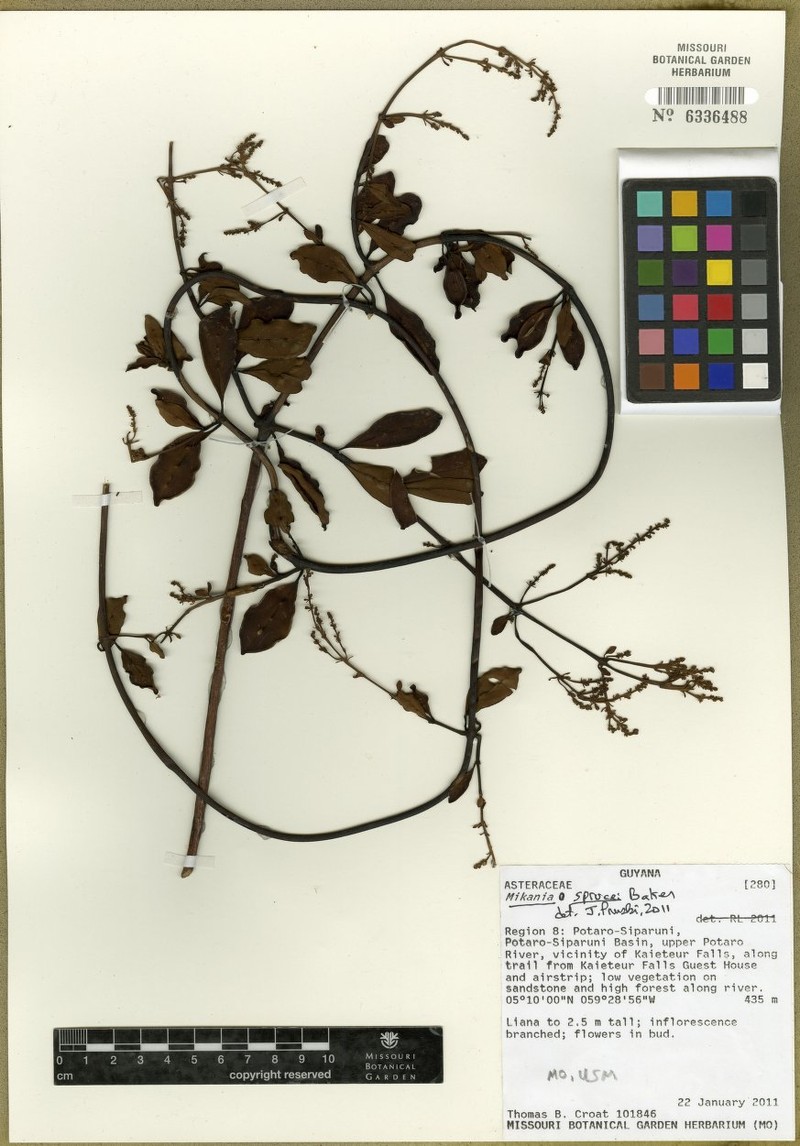 Mikania sprucei