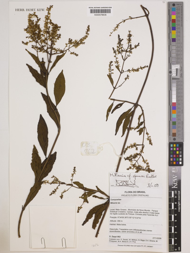 Mikania sprucei photo 2