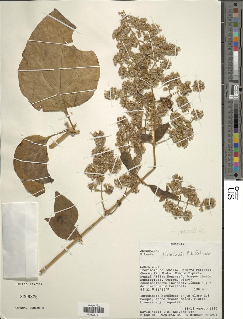 Mikania steinbachii