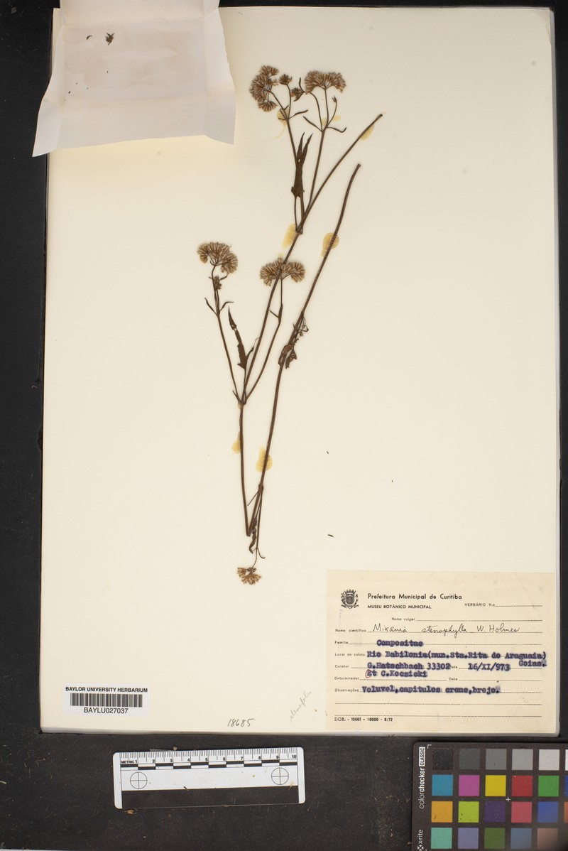 Mikania stenophylla