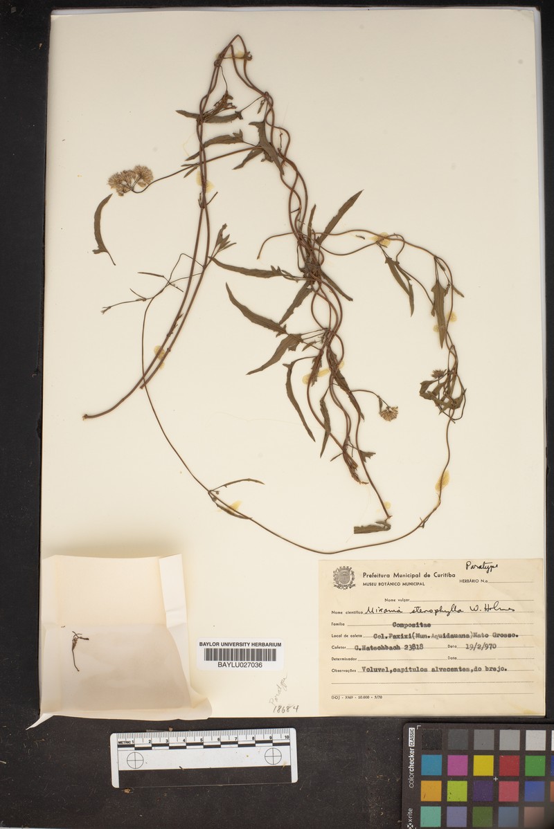 Mikania stenophylla photo 3