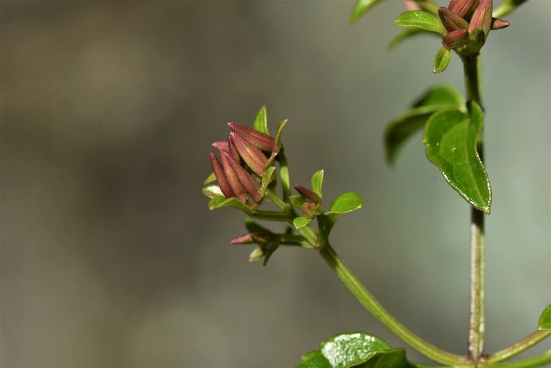 Maricao River Hempvine photo 2