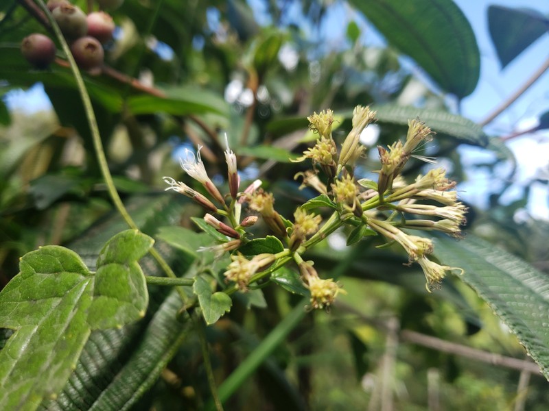Maricao River Hempvine photo 5