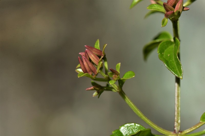 Maricao River Hempvine photo 6