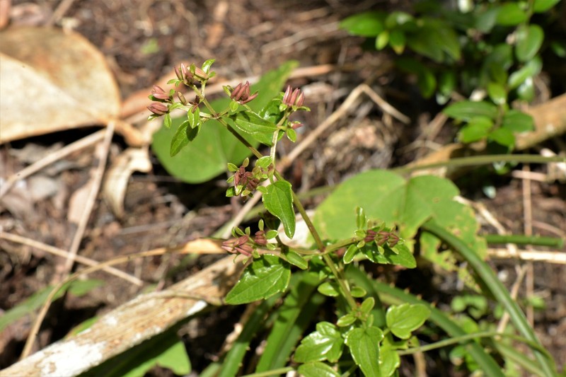 Maricao River Hempvine photo 7