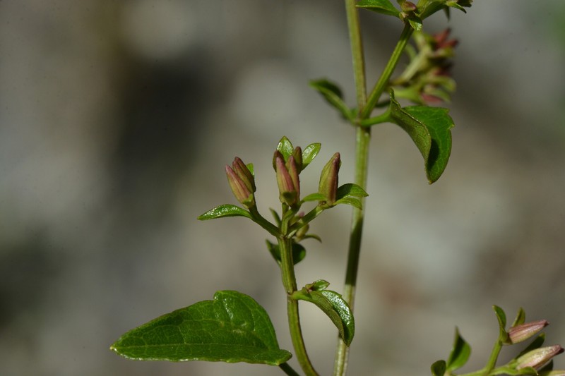 Maricao River Hempvine photo 8