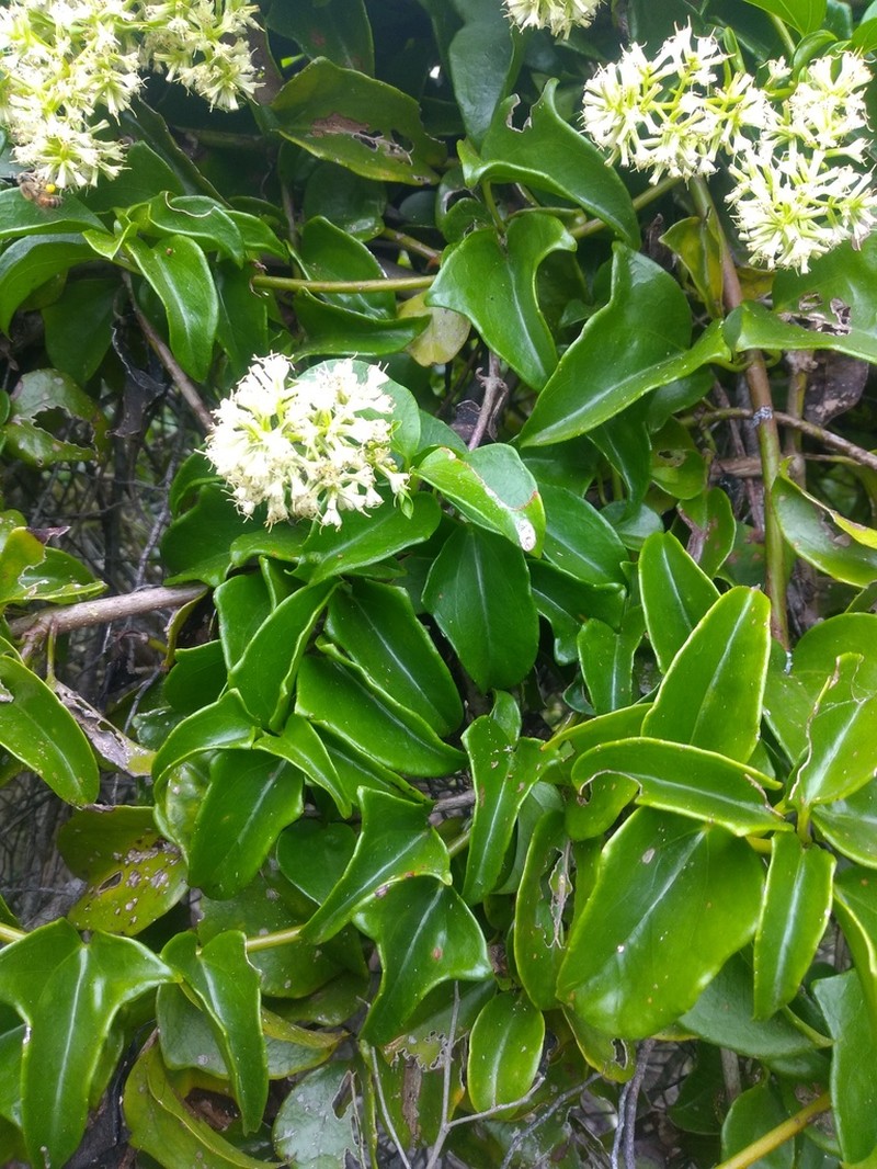 Mikania stipulacea