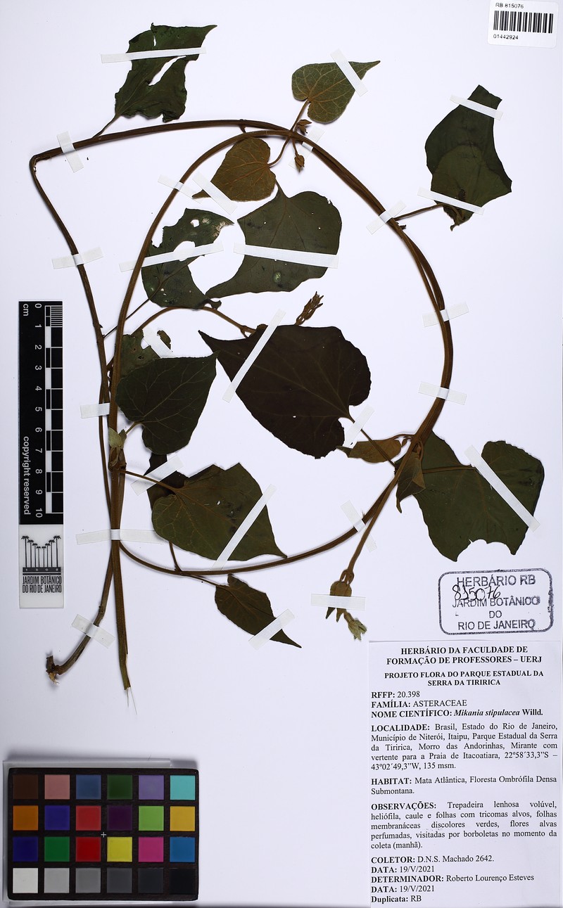 Mikania stipulacea photo 2