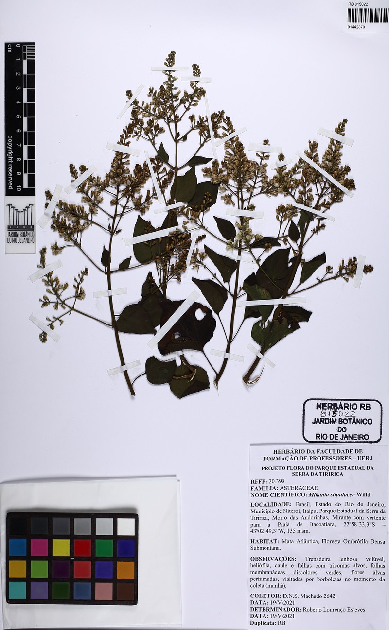 Mikania stipulacea photo 3