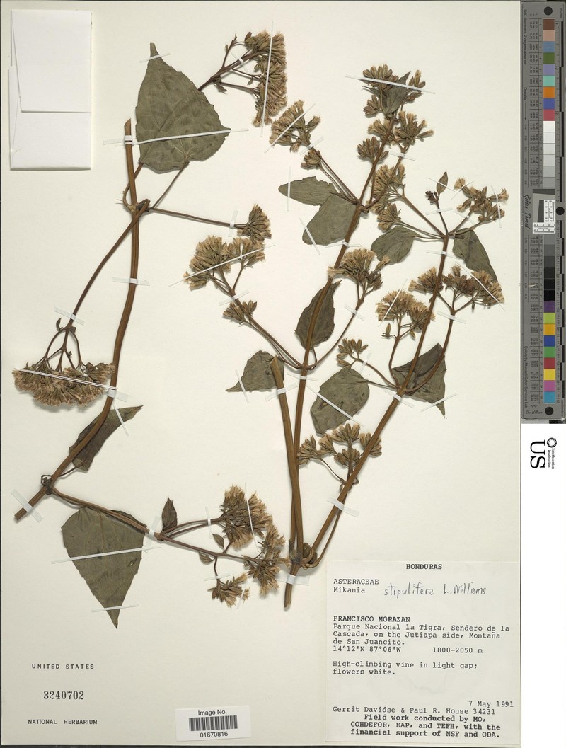 Mikania stipulifera