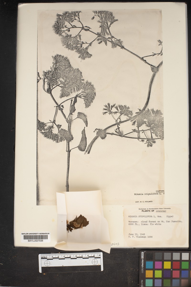 Mikania stipulifera photo 4