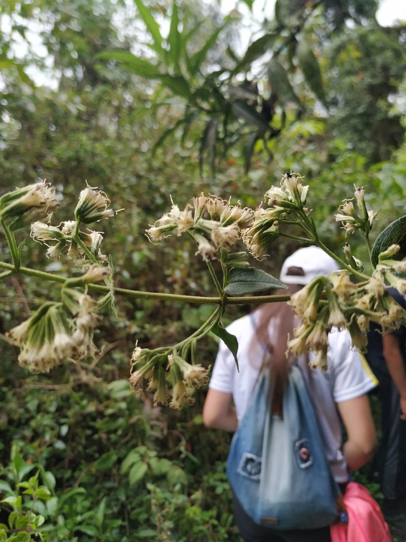 Mikania stuebelii