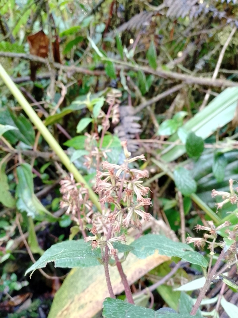 Mikania stuebelii photo 2