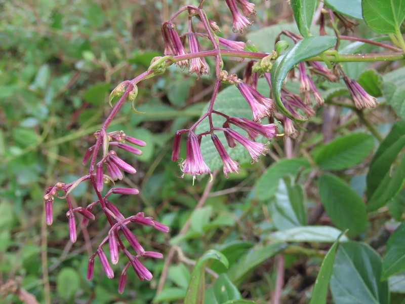 Mikania stuebelii photo 4