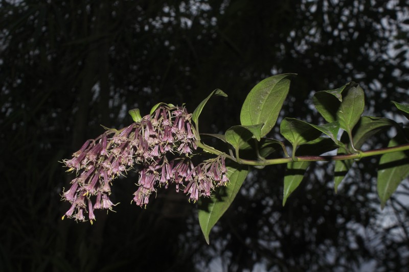 Mikania stuebelii photo 5