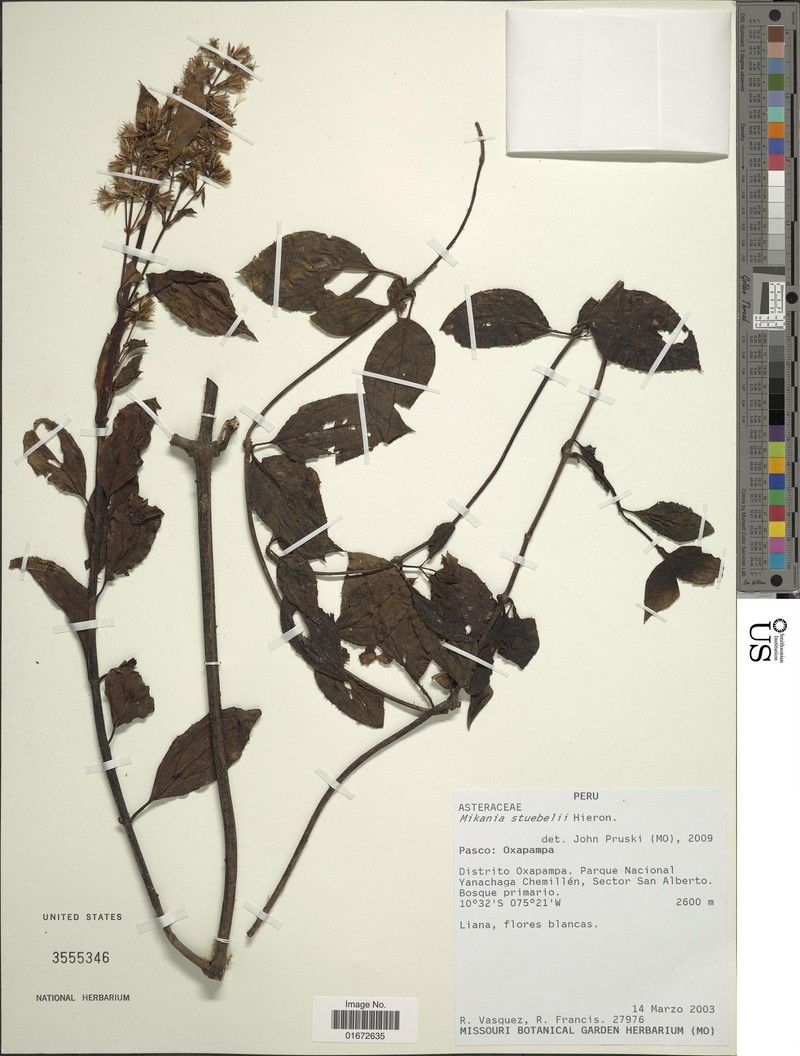 Mikania stuebelii photo 6