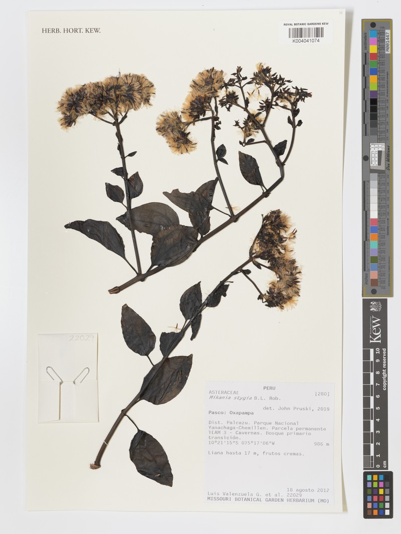 Mikania stygia