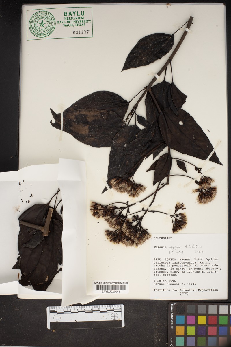 Mikania stygia photo 2