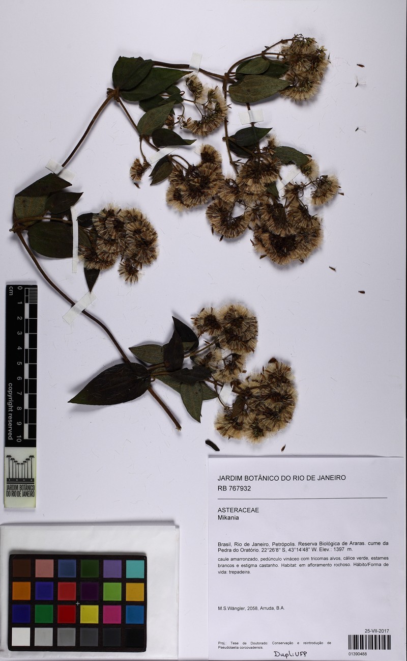 Mikania stylosa