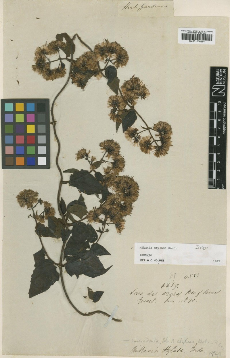 Mikania stylosa photo 2