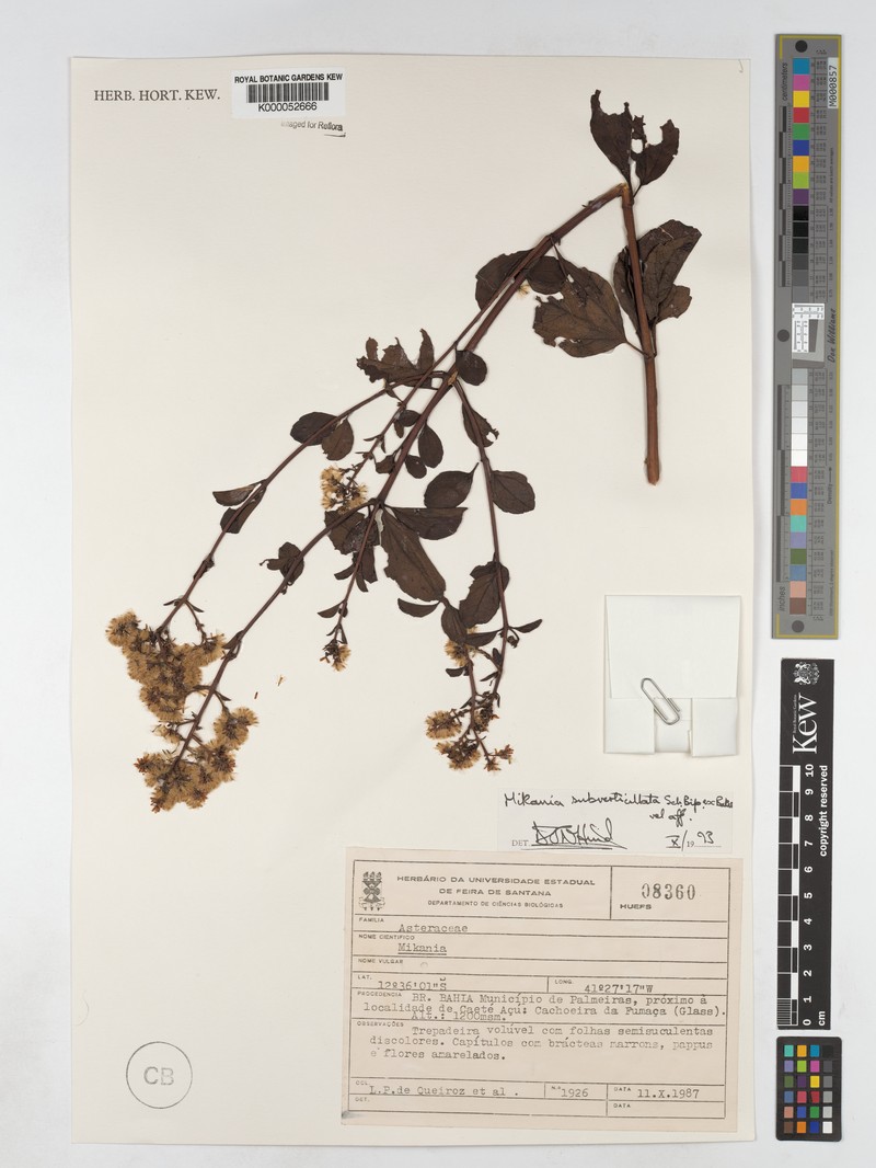 Mikania subverticillata