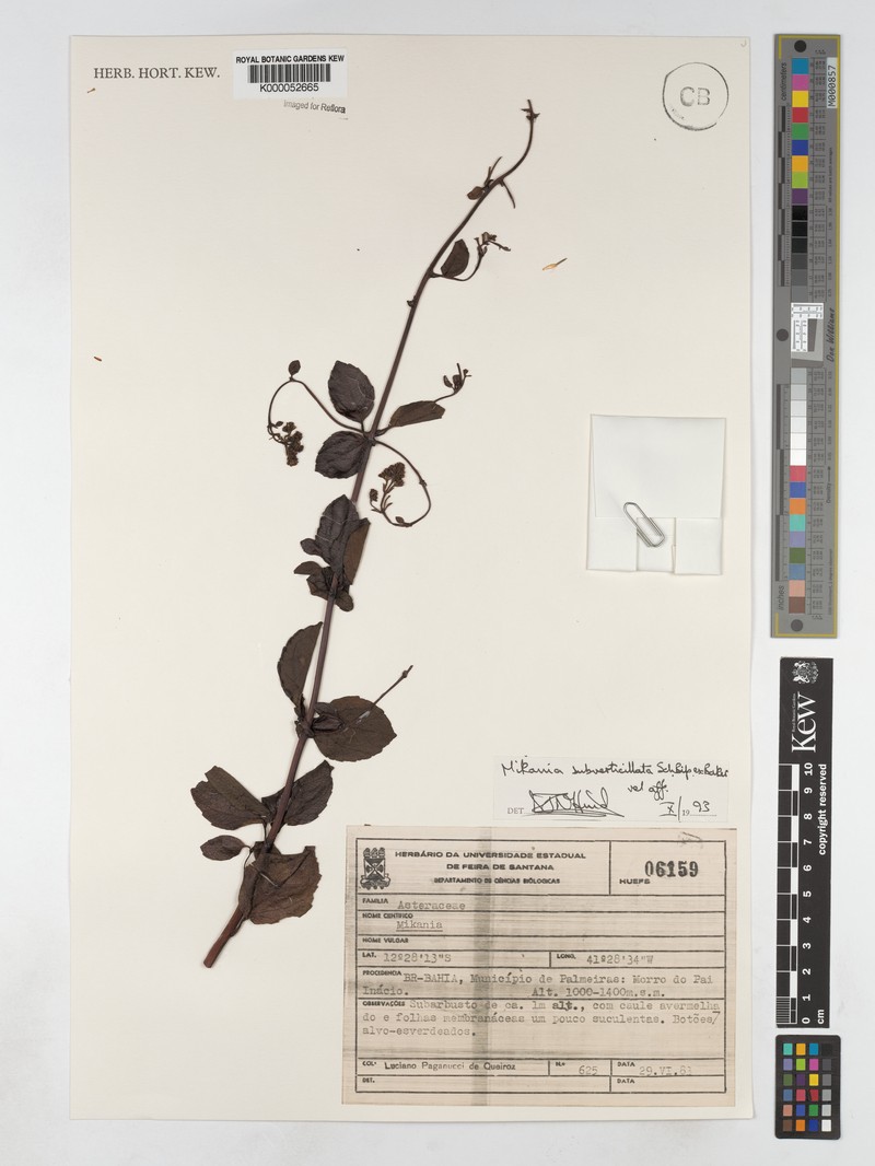 Mikania subverticillata photo 2