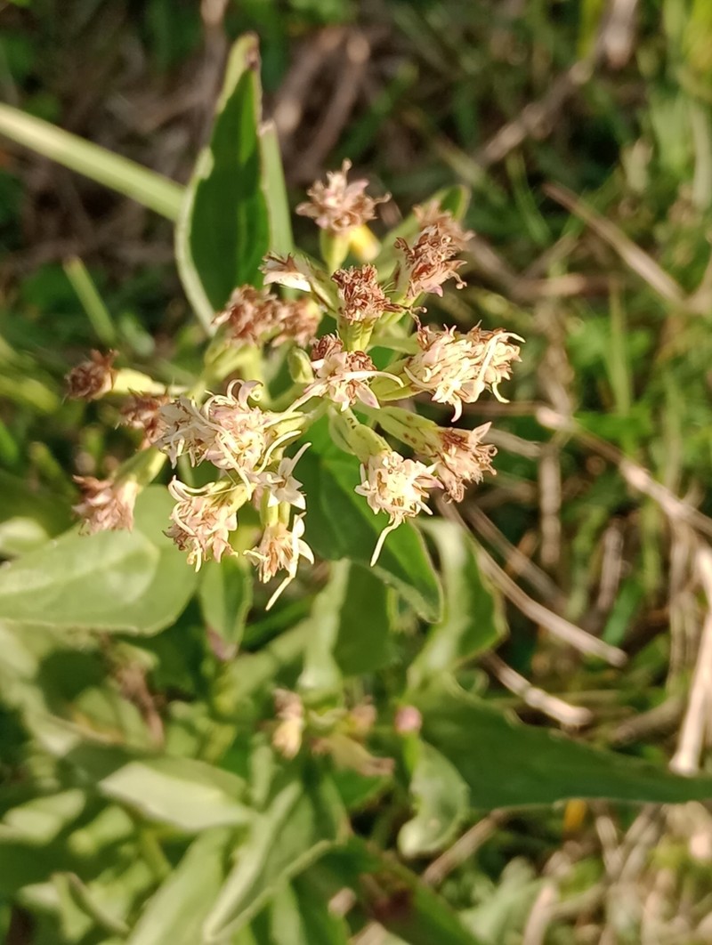 Mikania sulcata photo 2