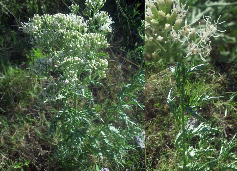 Mikania sulcata